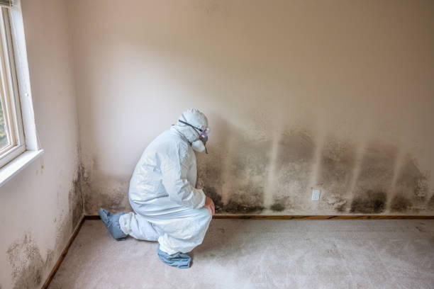 Crawl Space Mold Removal in Hobart, WA