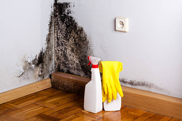 Best Certified Mold Removal  in Hobart, WA